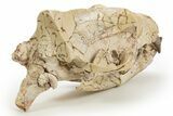 Fossil Hyaenodon Skull - South Dakota #314720-4